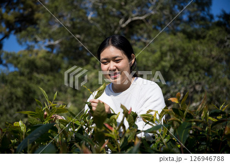 Business concept centers around fresh green tea reap background leaves organic farm with banner lush garden healthy plant tree leaves eco herbal farmer blur leaf plantation Freshness herbal natural Business concept centers around fresh green tea reap background leaves organic farm with banner lush garden healthy plant tree leaves eco herbal farmer blur leaf plantation Freshness herbal natural 126946788