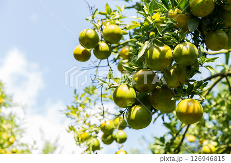 Business concept nature revolves around citrus orchard orange tree are growing, vibrant fruit organic lush leaves creating stunning background, green garden of thriving crop ripe laden with branches 126946815