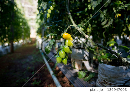 Smart farming techniques hydroponic salad vegetables technology tomato red green ensuring fresh sustainable produce agriculture promotes healthy eating support farmer living local community non gmo Smart farming techniques hydroponic salad vegetables technology tomato red green ensuring fresh sustainable produce agriculture promotes healthy eating support farmer living local community non gmo 126947008