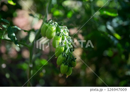 Smart farming techniques hydroponic salad vegetables technology tomato red green ensuring fresh sustainable produce agriculture promotes healthy eating support farmer living local community non gmo 126947009