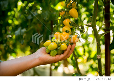 Smart farming techniques hydroponic salad vegetables business farm technology ensuring fresh sustainable produce farmer hand pick non gmo tomato red yellow green agriculture promotes support living 126947048