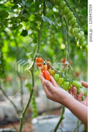 Smart farming techniques hydroponic salad vegetables technology tomato red green ensuring fresh sustainable produce agriculture promotes healthy eating support farmer living local community non gmo Smart farming techniques hydroponic salad vegetables technology tomato red green ensuring fresh sustainable produce agriculture promotes healthy eating support farmer living local community non gmo 126947059