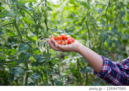 Smart farming techniques hydroponic salad vegetables technology tomato red green ensuring fresh sustainable produce agriculture promotes healthy eating support farmer living local community non gmo Smart farming techniques hydroponic salad vegetables technology tomato red green ensuring fresh sustainable produce agriculture promotes healthy eating support farmer living local community non gmo 126947060