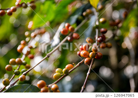 Farmer concept harvest ripe coffee seed robusta arabica berry close up fresh green leaf bean picking orange crop red yellow berries raw plant tree smart farm growth blur background eco organic garden Farmer concept harvest ripe coffee seed robusta arabica berry close up fresh green leaf bean picking orange crop red yellow berries raw plant tree smart farm growth blur background eco organic garden 126947065