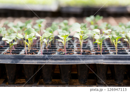Smart farming seedling green plant pot ensuring techniques hydroponic salad vegetables fresh sustainable produce agriculture promotes healthy eating support farmer living local community non gmo 126947113