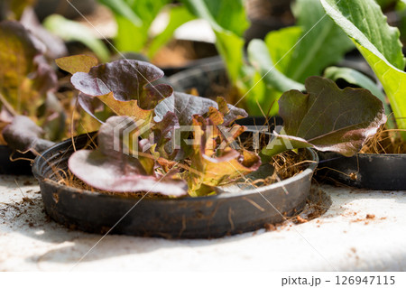 Smart farming techniques hydroponic salad vegetables red oak green lettuce ensuring fresh sustainable produce fresh produce sustainable agriculture promotes healthy eating support local community. Smart farming techniques hydroponic salad vegetables red oak green lettuce ensuring fresh sustainable produce fresh produce sustainable agriculture promotes healthy eating support local community. 126947115