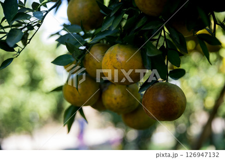 Business farm orange concept nature fruit citrus orchard mandarin tree growing, vibrant organic lush leaves background farmer green garden crop leaf ripe laden branches plant close up farming growth. 126947132