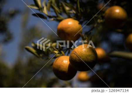 Business farm orange concept nature fruit citrus orchard mandarin tree growing, vibrant organic lush leaves background farmer green garden crop leaf ripe laden branches plant close up farming growth. Business farm orange concept nature fruit citrus orchard mandarin tree growing, vibrant organic lush leaves background farmer green garden crop leaf ripe laden branches plant close up farming growth. 126947134