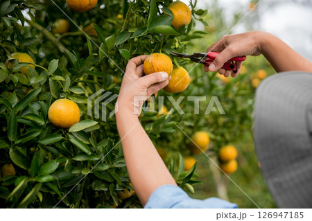 Business farm ripe orange concept farmer hand pick nature fruit citrus orchard mandarin tree growing organic lush leaves background green vibrant garden crop leaf laden branches plant close up growth 126947185