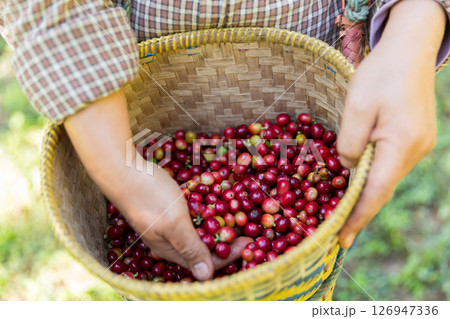 Close up hand harvest red ripe coffee seed robusta arabica berry harvesting coffee farm. Hand people harvest coffee bean ripe Red berries plant fresh seed coffee tree growth in green eco organic farm Close up hand harvest red ripe coffee seed robusta arabica berry harvesting coffee farm. Hand people harvest coffee bean ripe Red berries plant fresh seed coffee tree growth in green eco organic farm 126947336