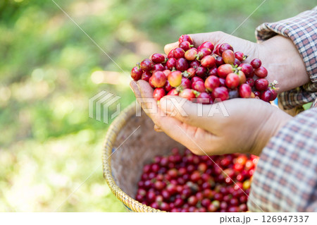 Close up hand harvest red ripe coffee seed robusta arabica berry harvesting coffee farm. Hand people harvest coffee bean ripe Red berries plant fresh seed coffee tree growth in green eco organic farm Close up hand harvest red ripe coffee seed robusta arabica berry harvesting coffee farm. Hand people harvest coffee bean ripe Red berries plant fresh seed coffee tree growth in green eco organic farm 126947337