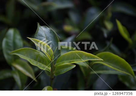 Business concept centers around fresh green tea reap background leaves organic farm with banner lush garden healthy plant tree leaves eco herbal farmer blur leaf plantation Freshness herbal natural Business concept centers around fresh green tea reap background leaves organic farm with banner lush garden healthy plant tree leaves eco herbal farmer blur leaf plantation Freshness herbal natural 126947356