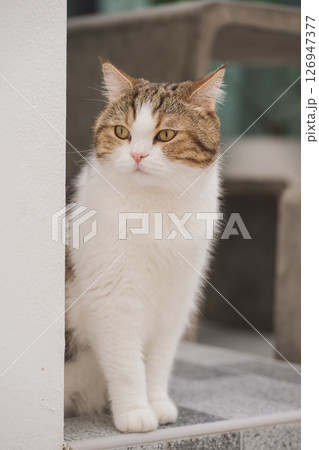 winter holiday and cat concept with scottish cat play on table with garden background winter holiday and cat concept with scottish cat play on table with garden background 126947377