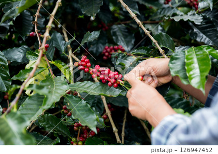 Farmer concept hand harvest ripe coffee seed robusta arabica berry close up fresh green leaf bean picking orange crop red yellow berries raw plant tree farm growth blur background eco organic garden Farmer concept hand harvest ripe coffee seed robusta arabica berry close up fresh green leaf bean picking orange crop red yellow berries raw plant tree farm growth blur background eco organic garden 126947452