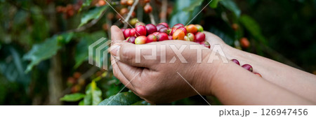 Farmer concept hand harvest ripe coffee seed robusta arabica berry close up fresh green leaf bean picking orange crop red yellow berries raw plant tree farm growth blur background eco organic garden Farmer concept hand harvest ripe coffee seed robusta arabica berry close up fresh green leaf bean picking orange crop red yellow berries raw plant tree farm growth blur background eco organic garden 126947456
