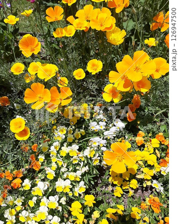 黄色い花  花畑 126947500