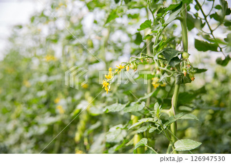 Smart farming techniques hydroponic salad vegetables technology tomato red green ensuring fresh sustainable produce agriculture promotes healthy eating support farmer living local community non gmo 126947530