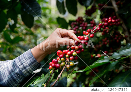 Farmer concept hand harvest ripe coffee seed robusta arabica berry close up fresh green leaf bean picking orange crop red yellow berries raw plant tree farm growth blur background eco organic garden 126947533