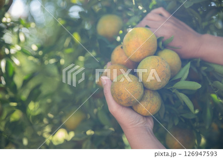 Business farm ripe orange concept farmer hand pick nature fruit citrus orchard mandarin tree growing organic lush leaves background green vibrant garden crop leaf laden branches plant close up growth Business farm ripe orange concept farmer hand pick nature fruit citrus orchard mandarin tree growing organic lush leaves background green vibrant garden crop leaf laden branches plant close up growth 126947593