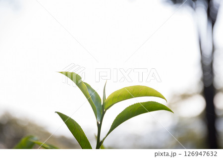 Business concept centers around fresh green tea reap background leaves organic farm with banner lush garden healthy plant tree leaves eco herbal farmer blur leaf plantation Freshness herbal natural Business concept centers around fresh green tea reap background leaves organic farm with banner lush garden healthy plant tree leaves eco herbal farmer blur leaf plantation Freshness herbal natural 126947632