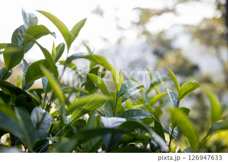 Business concept centers around fresh green tea reap background leaves organic farm with banner lush garden healthy plant tree leaves eco herbal farmer blur leaf plantation Freshness herbal natural Business concept centers around fresh green tea reap background leaves organic farm with banner lush garden healthy plant tree leaves eco herbal farmer blur leaf plantation Freshness herbal natural 126947633