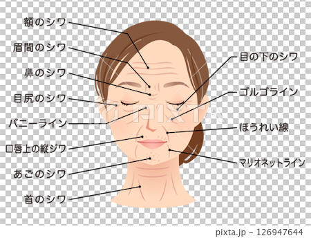 シワの種類　女性の顔　美容　シニア女性 126947644