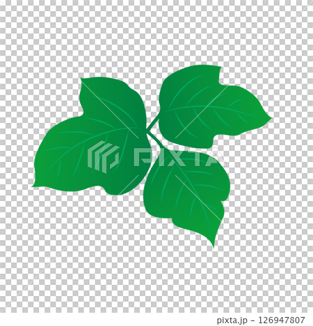 植物　葛の葉　イラスト 126947807