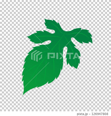 植物桑葉插圖 植物桑葉插圖 126947808