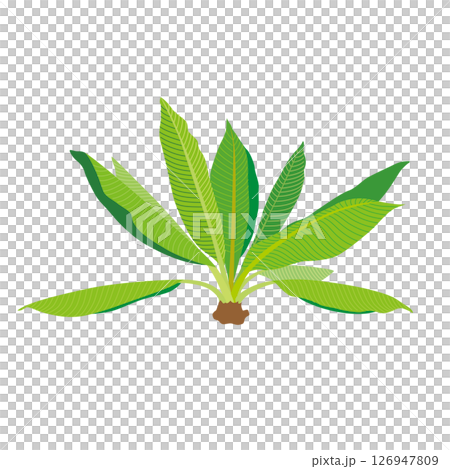Plant banana leaf illustration 126947809