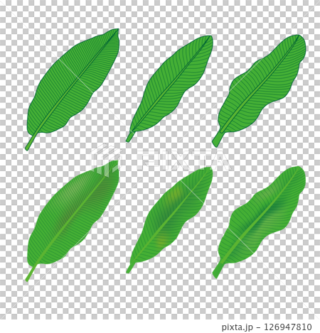 植物香蕉葉插圖 126947810