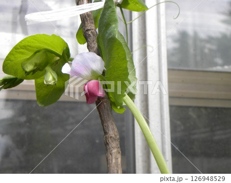 ツタンカーメンエンドウの紫色の花 126948529