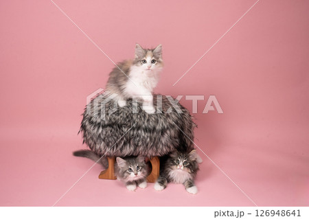 ピンクバックと毛皮の椅子と3匹のノルウェージャンフォレストキャットの仔猫 126948641