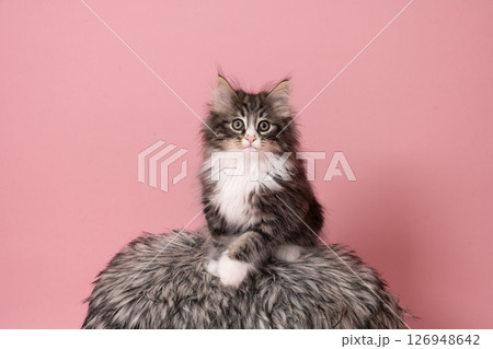 ピンクバックと毛皮の椅子にのったノルウェージャンフォレストキャットの仔猫 126948642