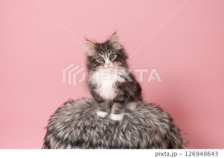 ピンクバックと毛皮の椅子にのったノルウェージャンフォレストキャットの仔猫 126948643
