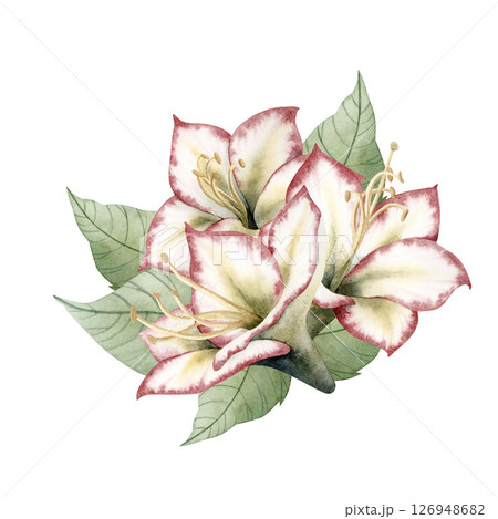 Watercolor Hippeastrum flower bouquet hand drawn illustration for Christmas holidays and New Year. Amaryllis traditional winter blooming plant in white red and green. Botanical isolated clip art 126948682