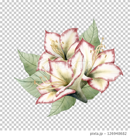 Watercolor Hippeastrum flower bouquet hand drawn illustration for Christmas holidays and New Year. Amaryllis traditional winter blooming plant in white red and green. Botanical isolated clip art 126948682