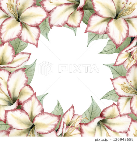 Watercolor Christmas flowers square frame with copy space. New Year hand drawn greeting card template for winter holidays with Amaryllis traditional plants. Hippeastrum bouquet floral clip art Watercolor Christmas flowers square frame with copy space. New Year hand drawn greeting card template for winter holidays with Amaryllis traditional plants. Hippeastrum bouquet floral clip art 126948689
