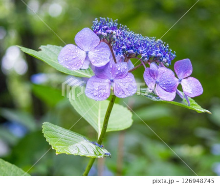 水滴が彩る紫陽花 水滴が彩る紫陽花 126948745