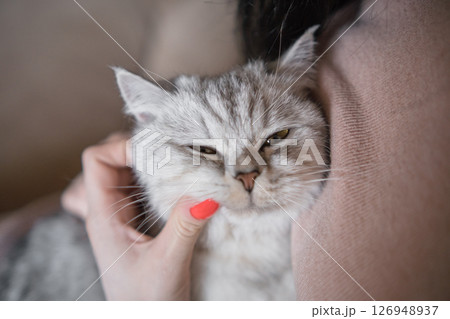 The woman is wrapping her arms around the Scottish Straight cat 126948937