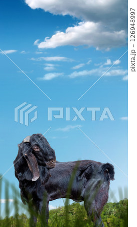 Goat on the field with a blue sky background. Eid al Adha concept Goat on the field with a blue sky background. Eid al Adha concept 126948997