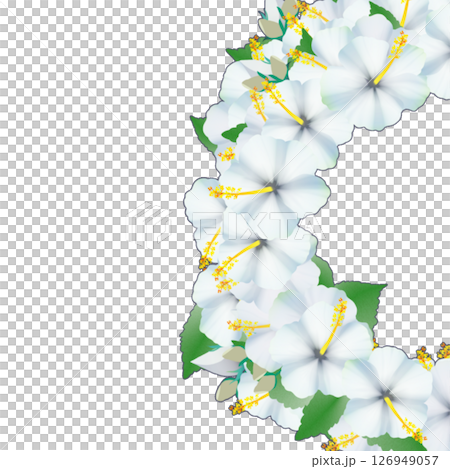 Hibiscus Hibiscus 126949057