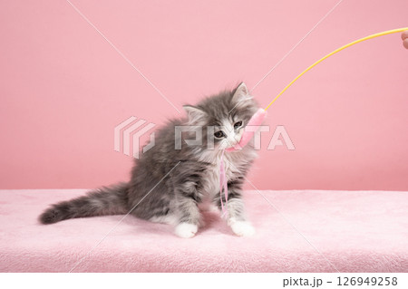 猫じゃらしで遊ぶノルウェージャンフォレストキャットの仔猫 126949258