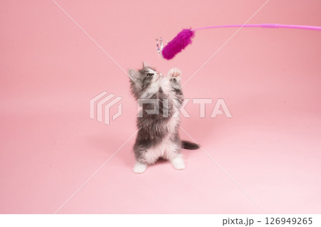 猫じゃらしで遊ぶノルウェージャンフォレストキャットの仔猫 猫じゃらしで遊ぶノルウェージャンフォレストキャットの仔猫 126949265