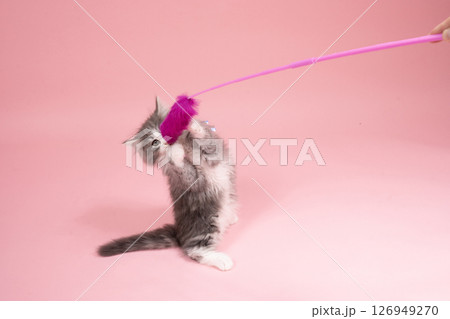 猫じゃらしで遊ぶノルウェージャンフォレストキャットの仔猫 126949270