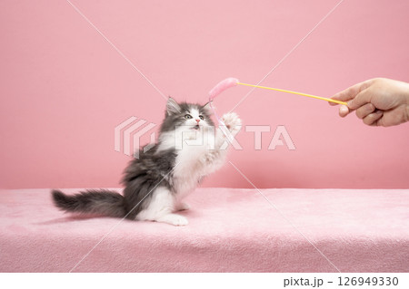 猫じゃらしで遊ぶノルウェージャンフォレストキャットの仔猫 126949330