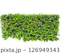 Cut out shrubs plant elements garden png  objects  126949343