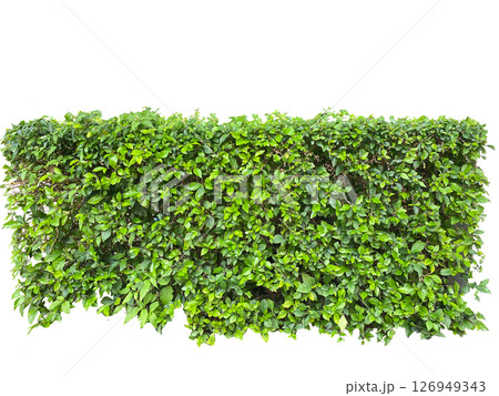 Cut out shrubs plant elements garden png objects Cut out shrubs plant elements garden png objects 126949343