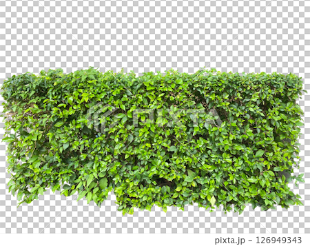 Cut out shrubs plant elements garden png  objects  126949343