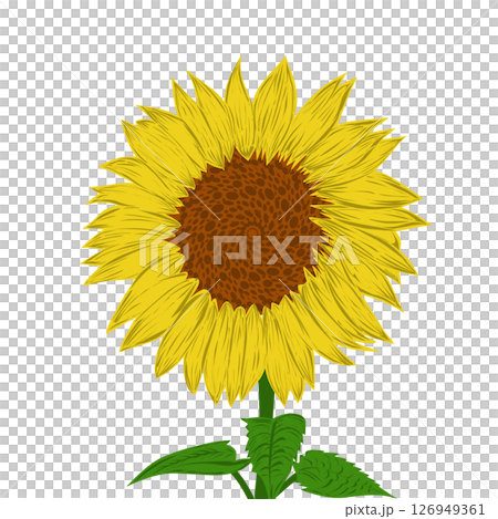 Illustration of a sunflower design. Perfect for poster, website, banner, book cover, invitation, video, sticker or tattoo elements. Illustration of a sunflower design. Perfect for poster, website, banner, book cover, invitation, video, sticker or tattoo elements. 126949361