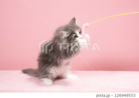 猫じゃらしで遊ぶノルウェージャンフォレストキャットの仔猫 126949553